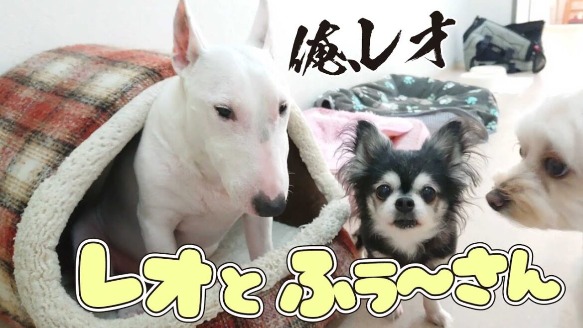 ミニチュアブルテリアのレオとチワワのふぅ～さん　🐶ひみつきちなう！①🐶  (ミニチュアブルテリア チワワ ビションフリーゼ ポメラニアン ヨークシャーテリア 柴犬 マルプー) 2022年6月19日