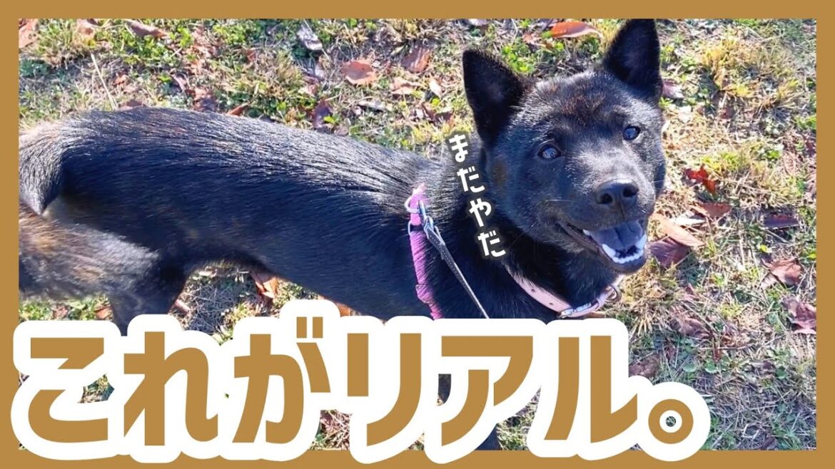 甲斐犬を飼う前に知っておきたい！有り余る体力を消費するリアルな散歩コース紹介《前編》