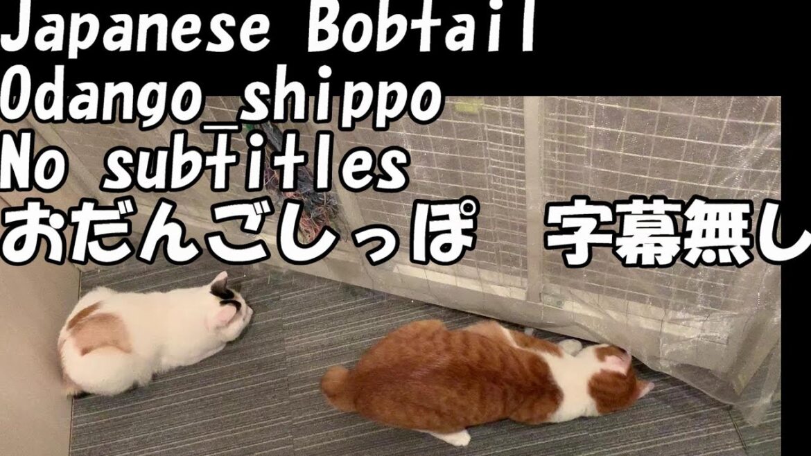 💕B003【oolongchai】【chai_and_oolong】【Japanese Bobtail 】【bobtail cat】【bobtail】【cat】