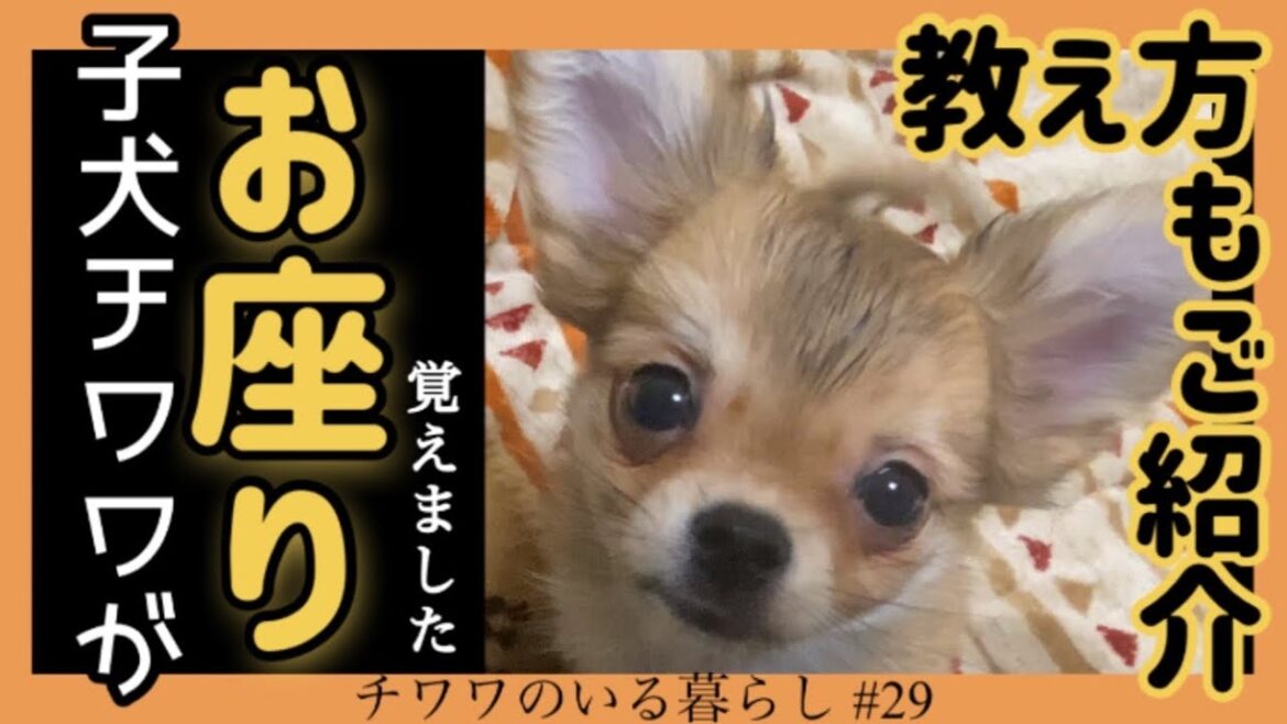 【子犬のしつけ】兄弟ロングコートチワワがおすわりを覚えました！教え方も紹介します【チワワのいる暮らし #29】
