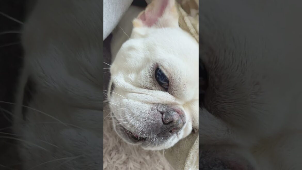 コタツからひょっこり顔出して甘えてきたw #shorts 【フレンチブルドッグ frenchbulldog】