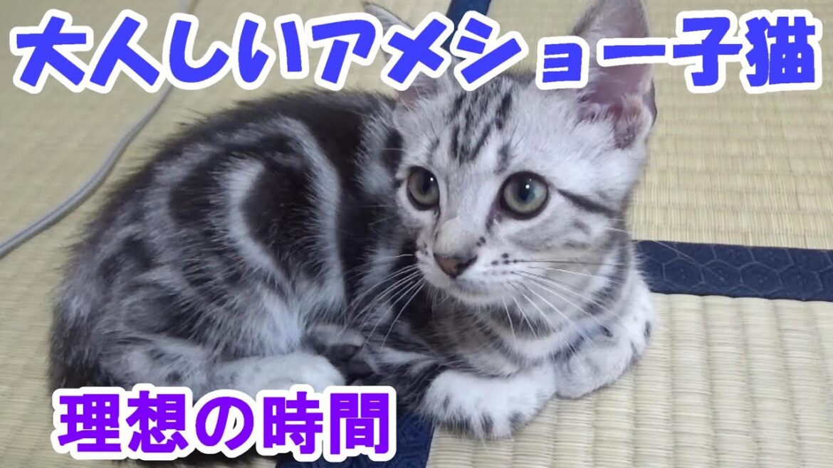 大人しいアメショー子猫！理想の状態は時間限定（アメリカンショートヘア）