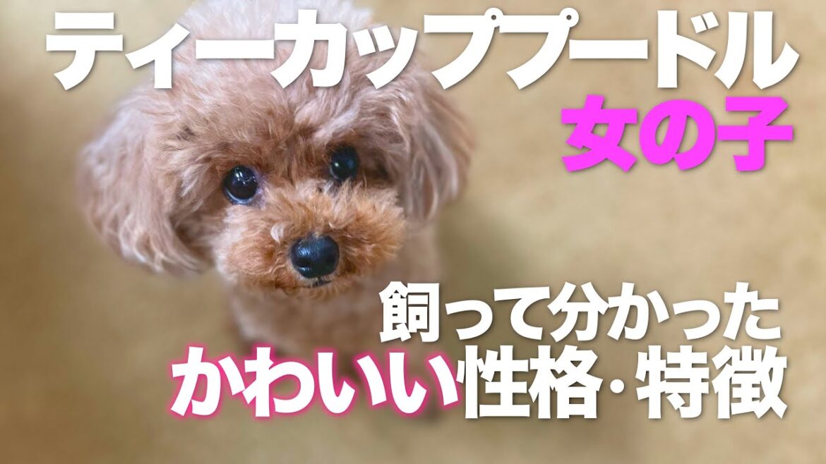 小さなトイプードルを飼って分かった事　大きさは？体が弱い？　飼う前に知ってほしいこと