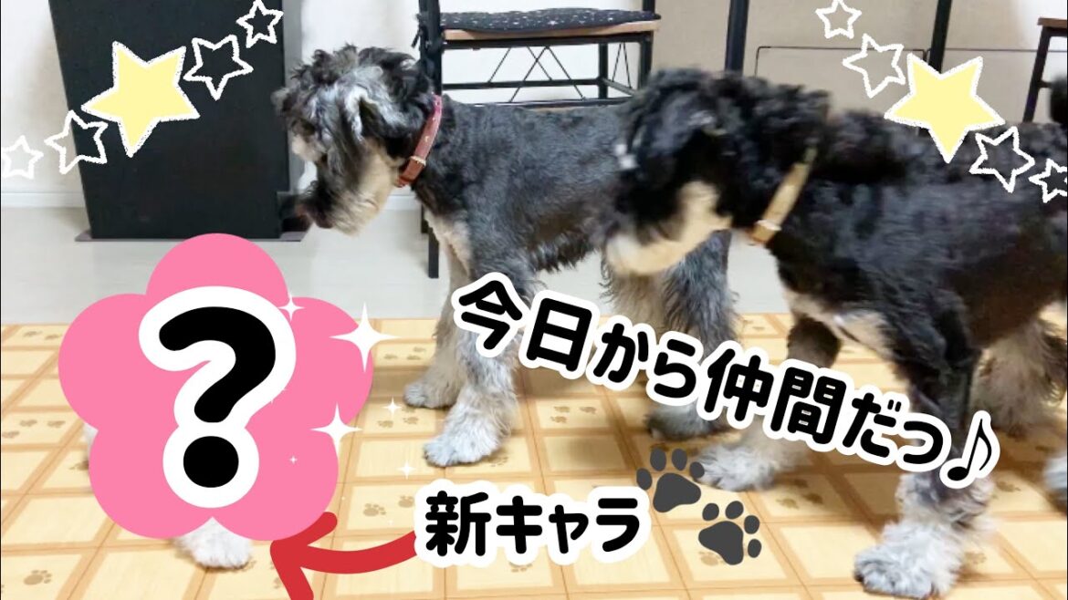 【 歴代最強⁉️ 】家族決定❕ミニチュアシュナウザーの子犬ウィートンをお迎えしました！お迎え初日！