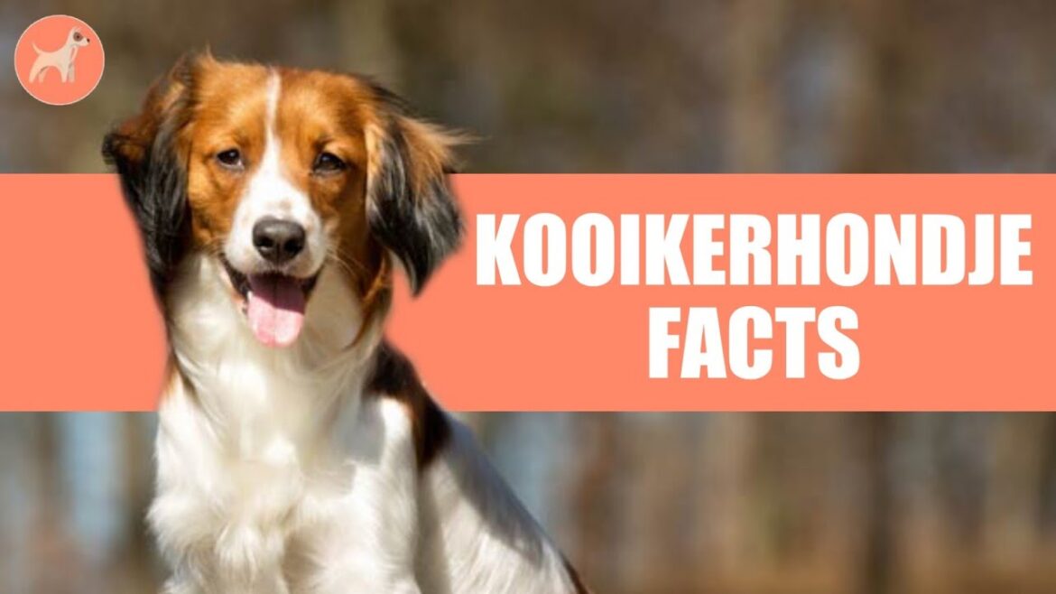 Kooikerhondje Dog Breed: 10 Amazing Facts You Must Know