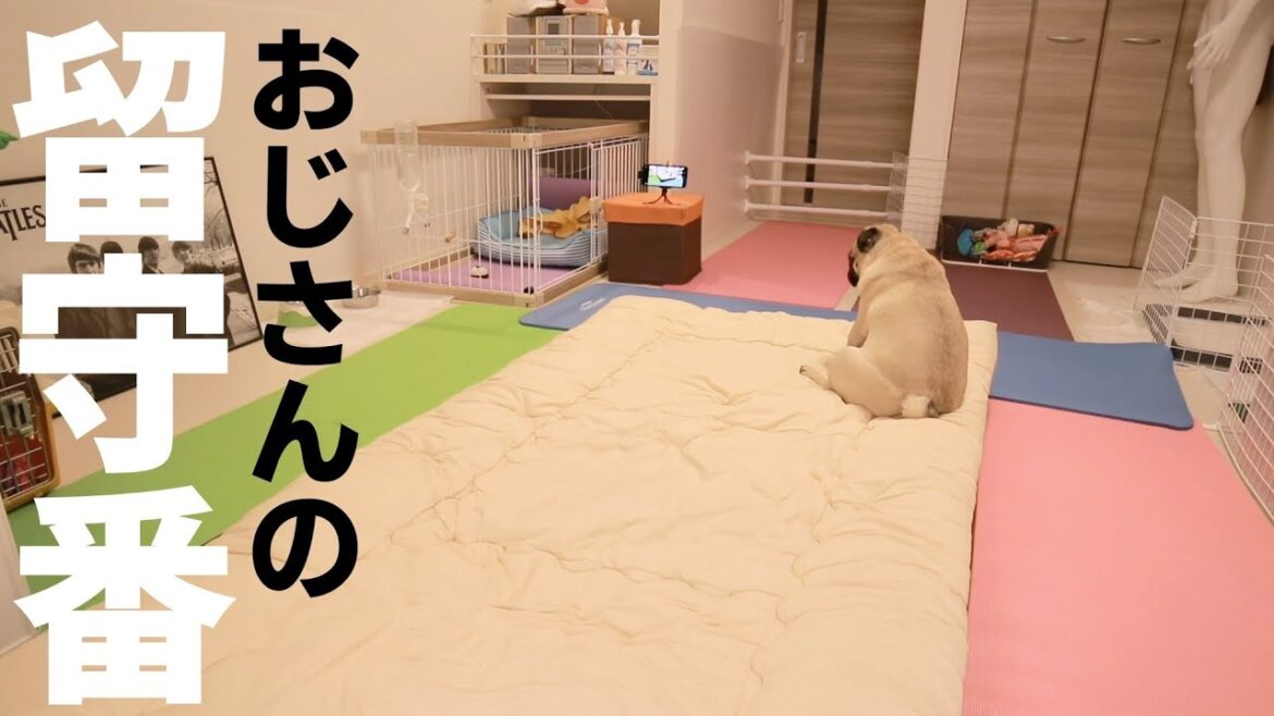 [一人暮らし] パグのお留守番を盗撮してみたらチーン鳴らしまくってたWWWWW