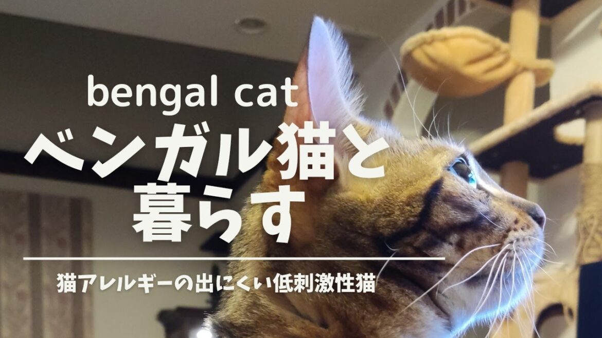 【ベンガル猫】猫アレルギーがあまり出ない猫と、暮らす猫アレルギーの娘