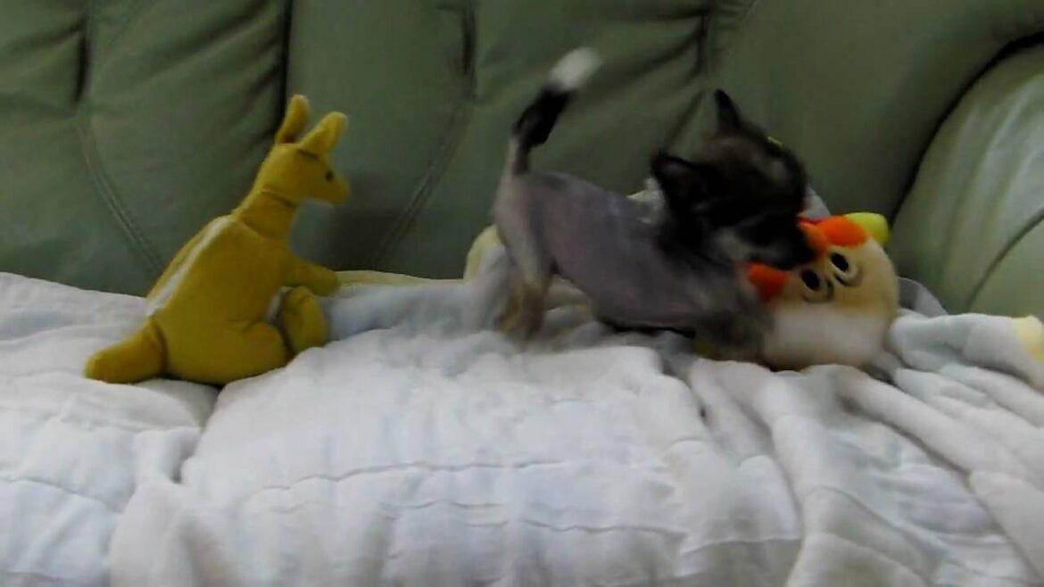 チャイニーズクレステッドドッグの子犬2009.12.09