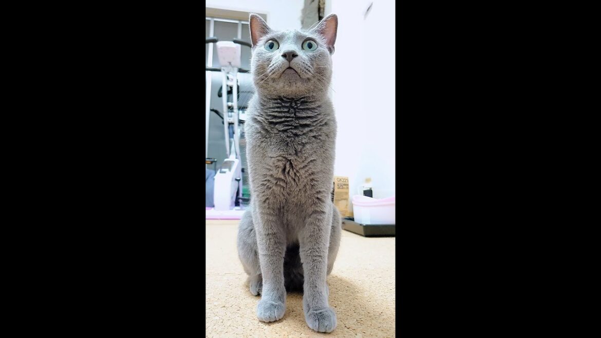 【猫動画】どんどんご飯への期待が高まるロシアンブルー【russianbule】#short　Russian blue with growing expectations for rice