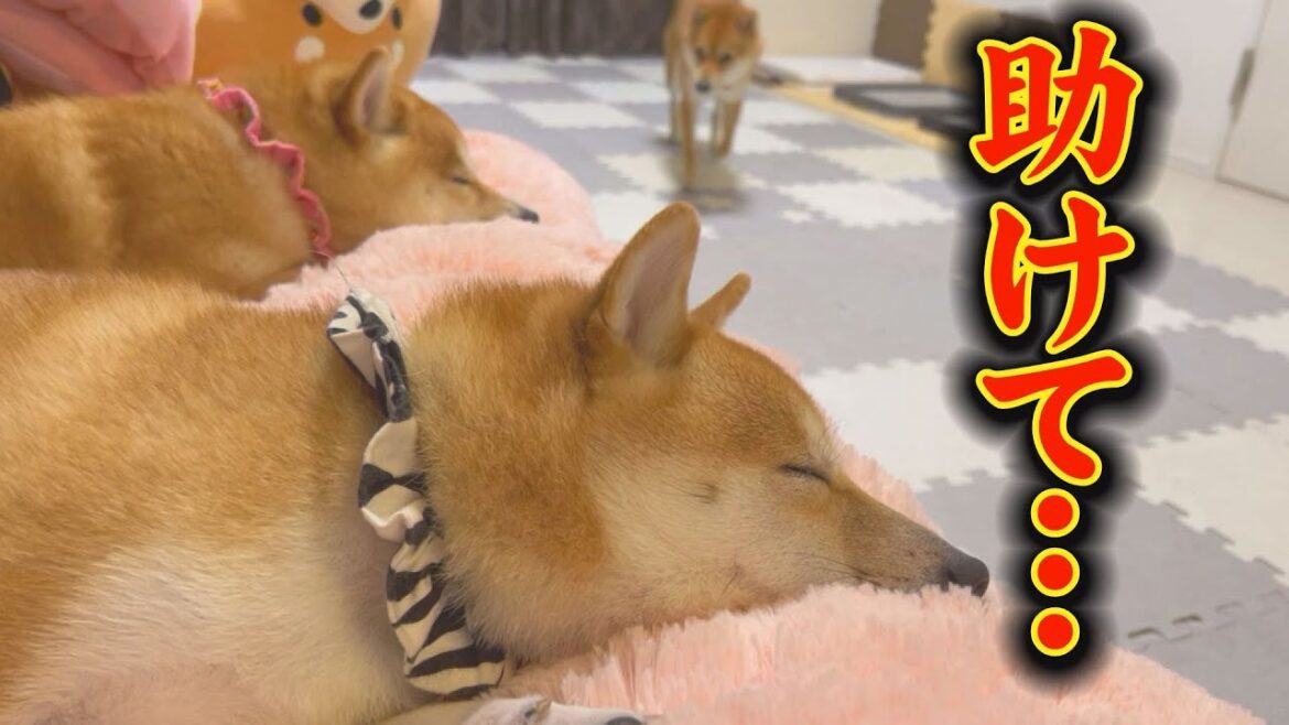 気絶寸前・・・毒ガス騒動に巻き込まれた豆柴たち・・・