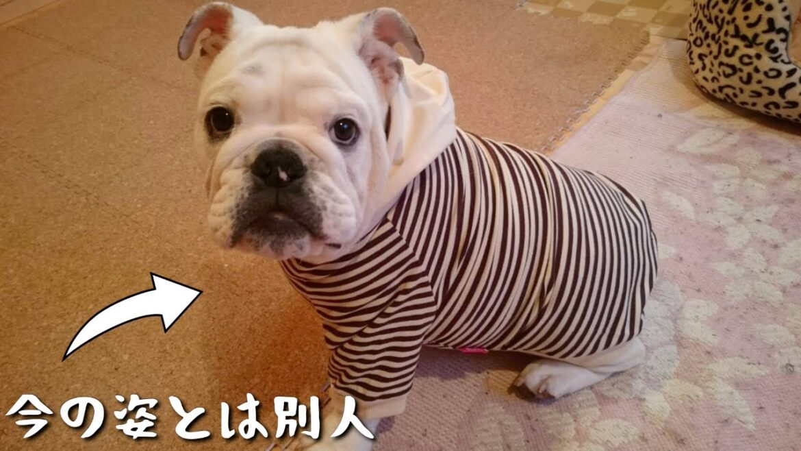 【ブルドッグ】子犬の顔長期から現在の成犬になるまでをナレーションでリポート!! 【ブルドッグ】子犬の顔長期から現在の成犬になるまでをナレーションでリポート!!