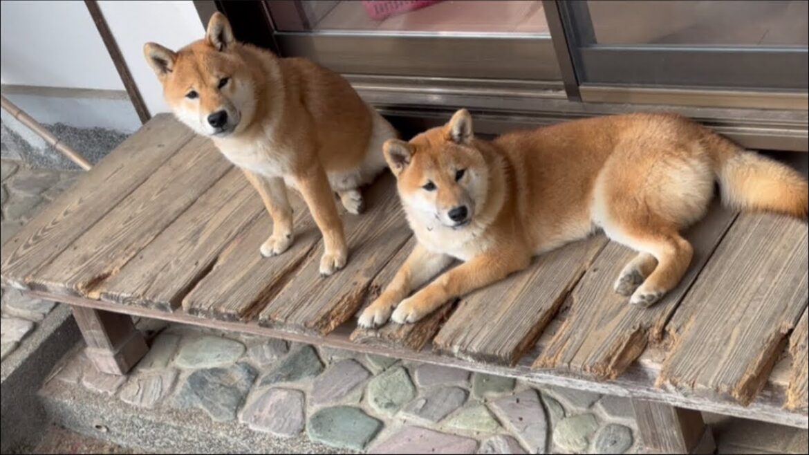 心温まる柴犬の仲良し兄弟の姿！