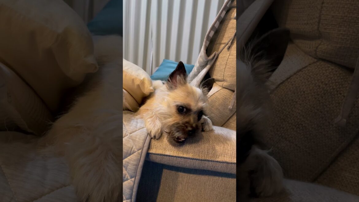 鹿の角を落っことして呆然。笑える犬動画。
