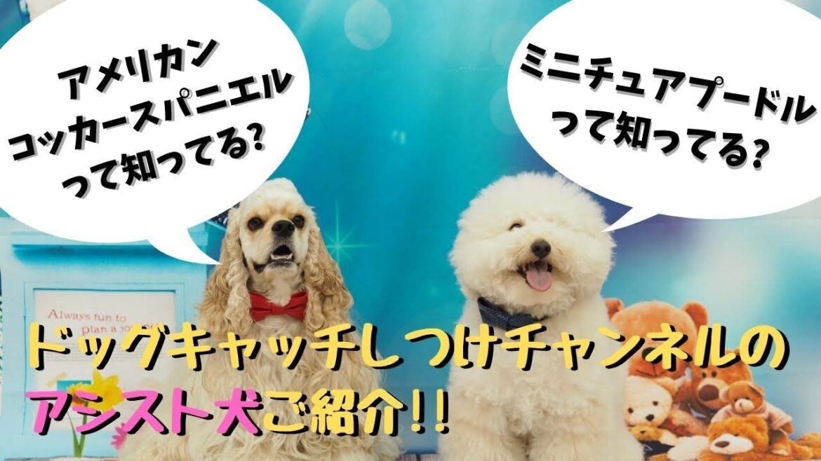 プードルのししもとアメリカンコッカースパニエルのぽる太について