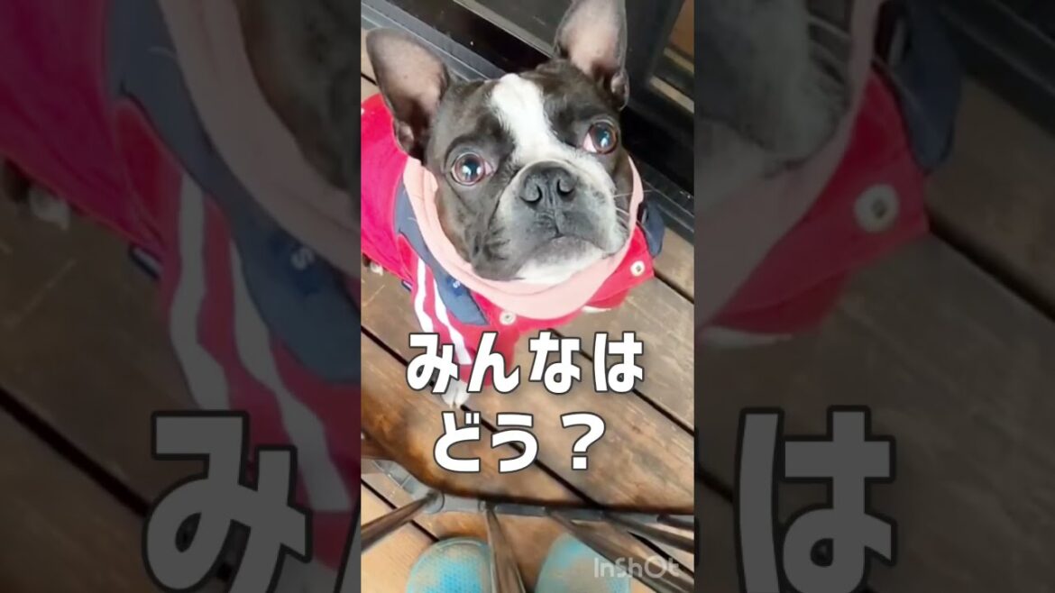 ボストンテリアきいろ