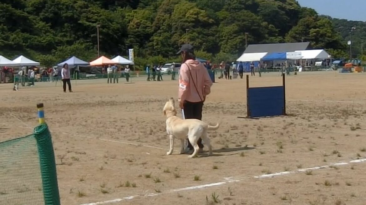 JKC訓練競技会　ラブラドール・レトリーバー　うららちゃん 2022.5.8