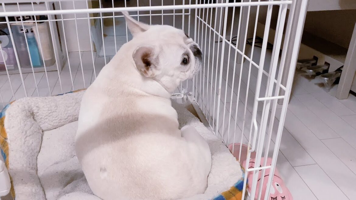 あ..気まず...💦【フレンチブルドッグ frenchbulldog】