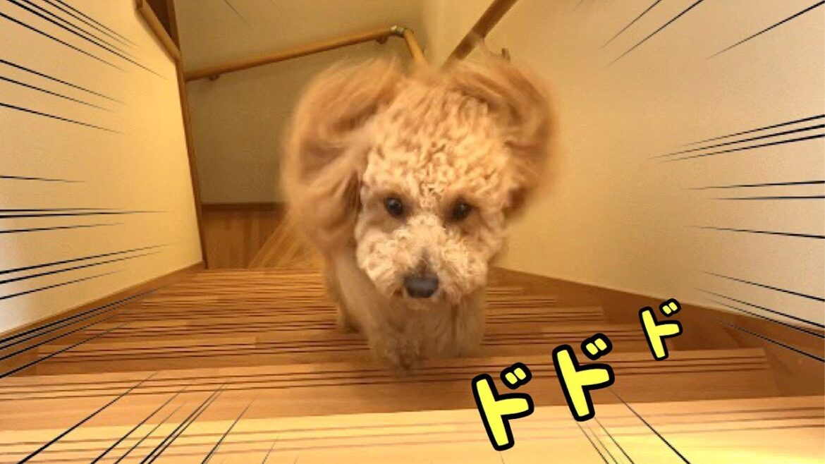 階段登るのが異常に速すぎる犬【トイプードルのロアくん】【dog】【デカプー】【toy poodle】【ⅾog running too fast】