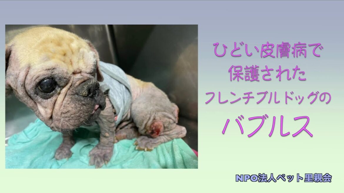 ひどい皮膚病で保護されたフレンチブルドッグのバブルス ひどい皮膚病で保護されたフレンチブルドッグのバブルス