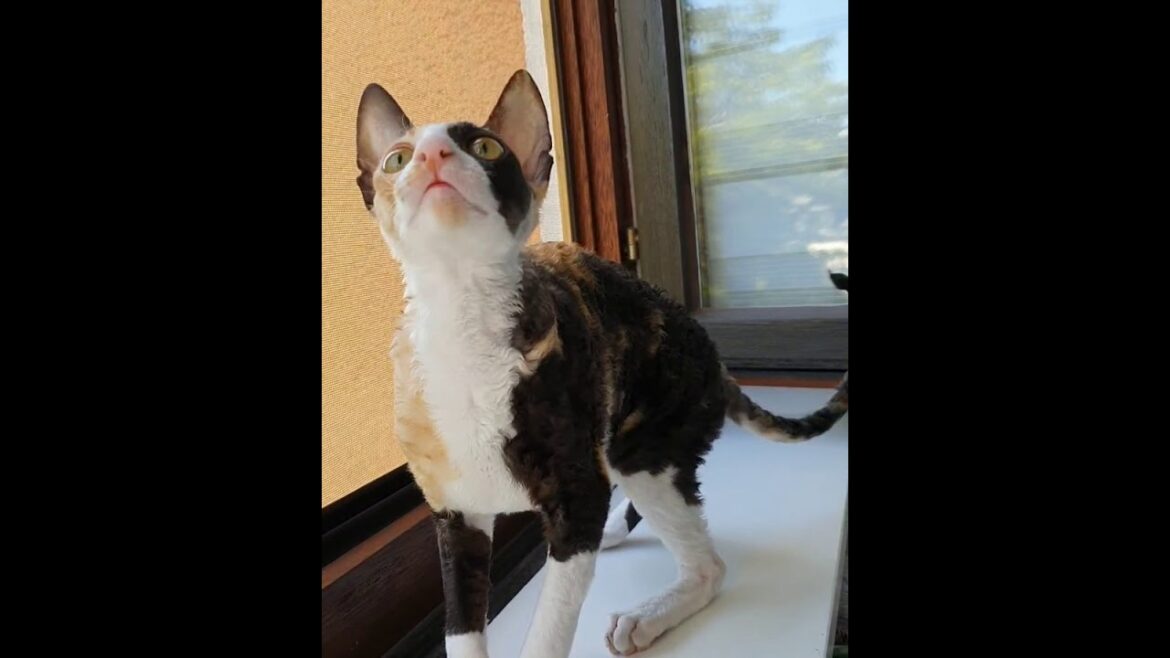Cornish Rex cat Harmony! So beautiful!