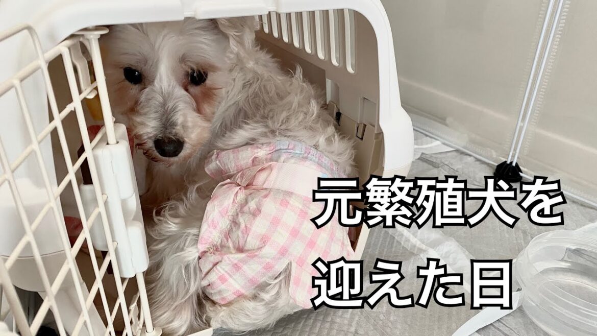 【元繁殖犬・保護犬】ミニチュアシュナウザーのまめ｜保護施設からお迎え後の初日の記録