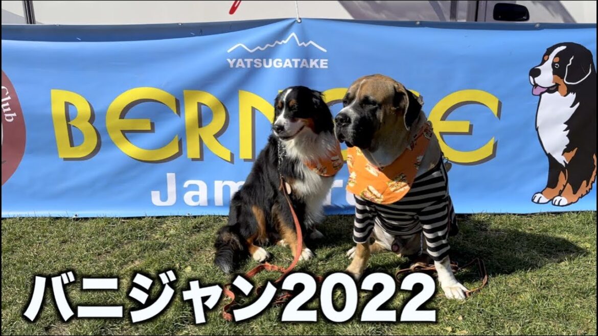 バーニーズの祭典・バニジャンに行ってきたよ！