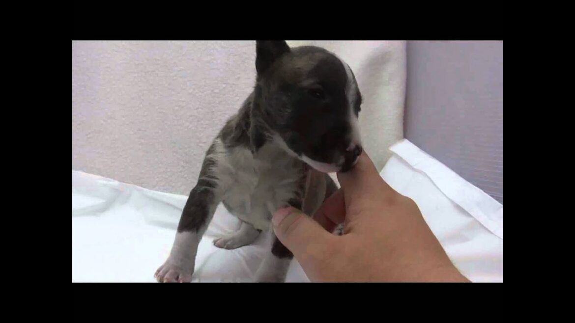 ミニチュアブルテリアの子犬11