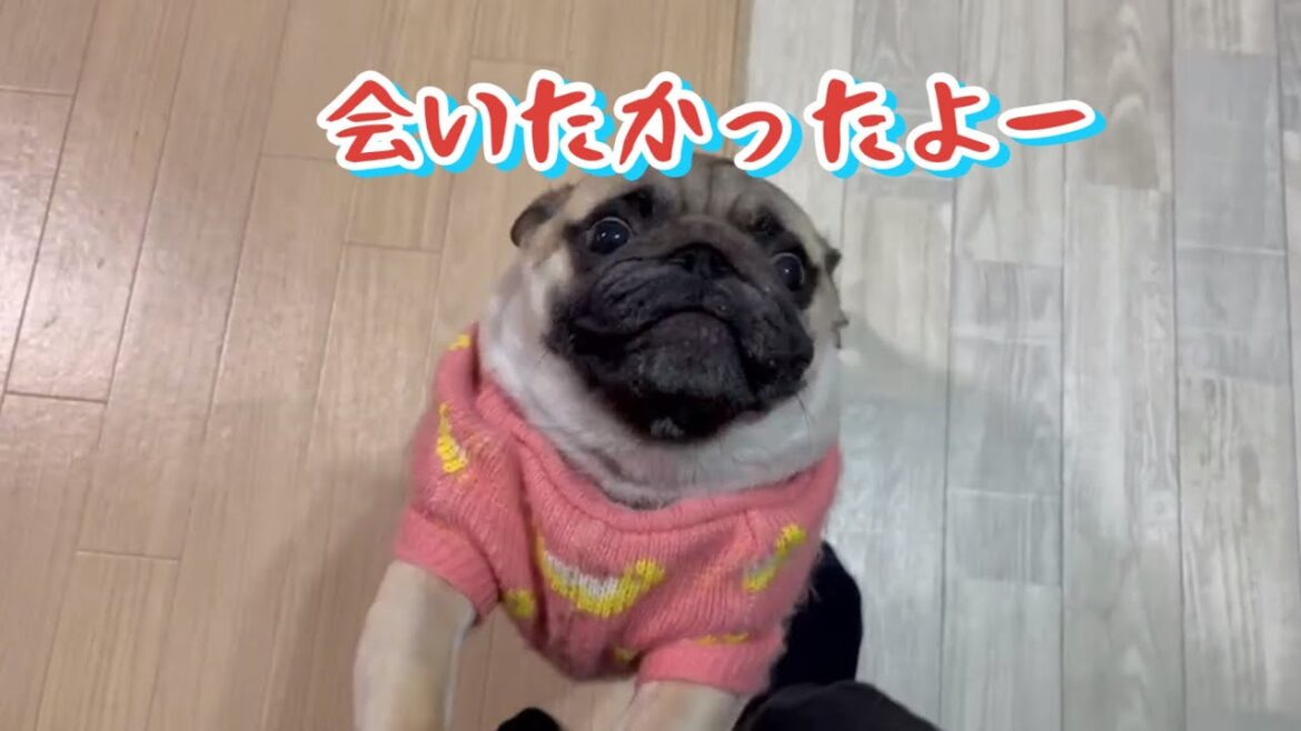 飼主が帰ってきてからの喜びルーティン　【パグ侍ももたろ】