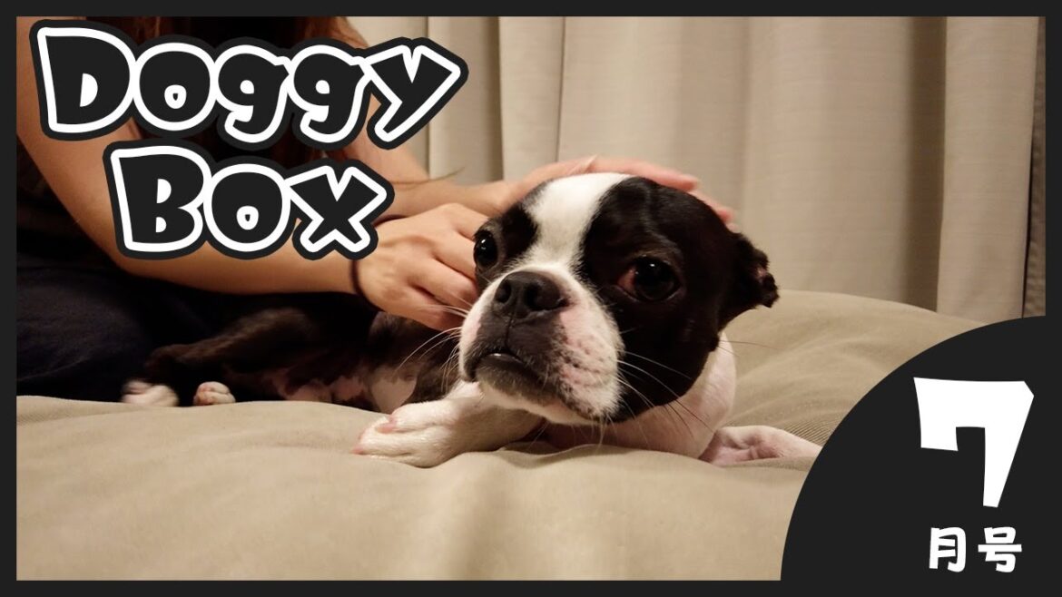 【ボストンテリア】Doggy Box 7月号(July)
