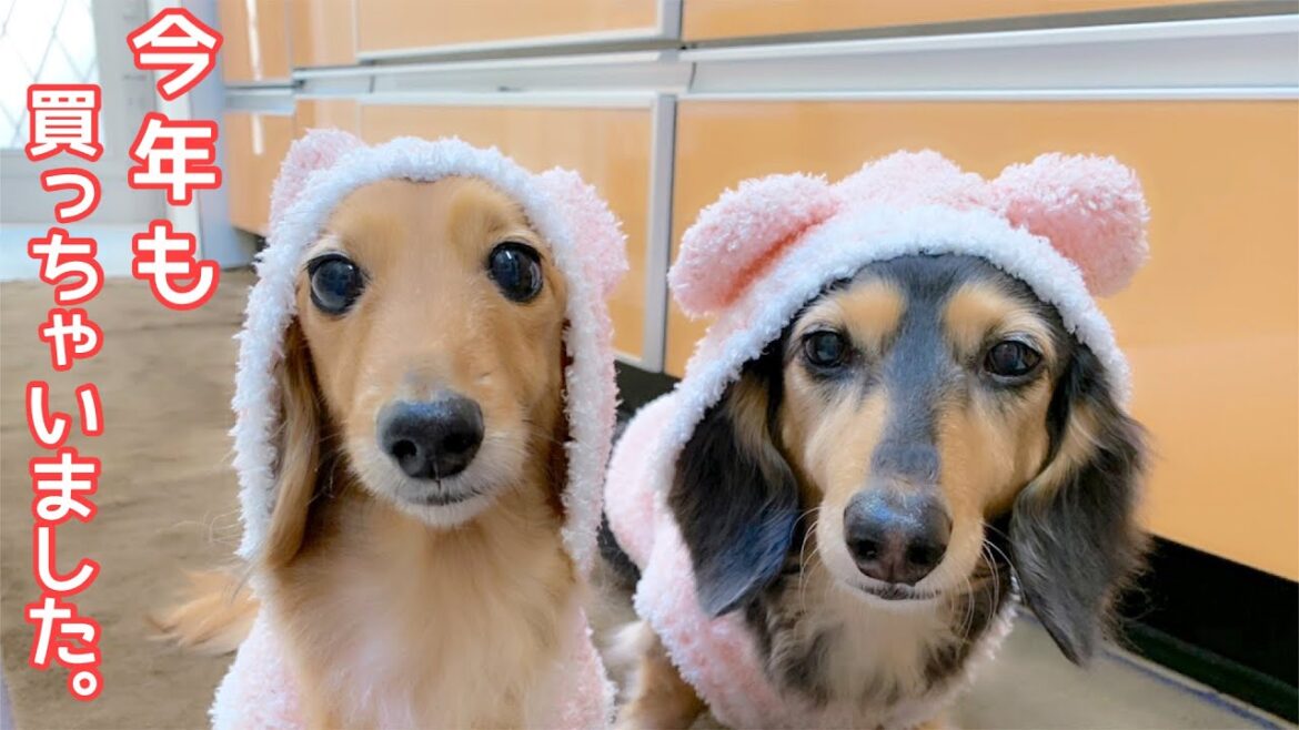 【ダックスフンド】カインズ購入品☆愛犬たちに買って良かった～おすすめお揃いコーデ☆