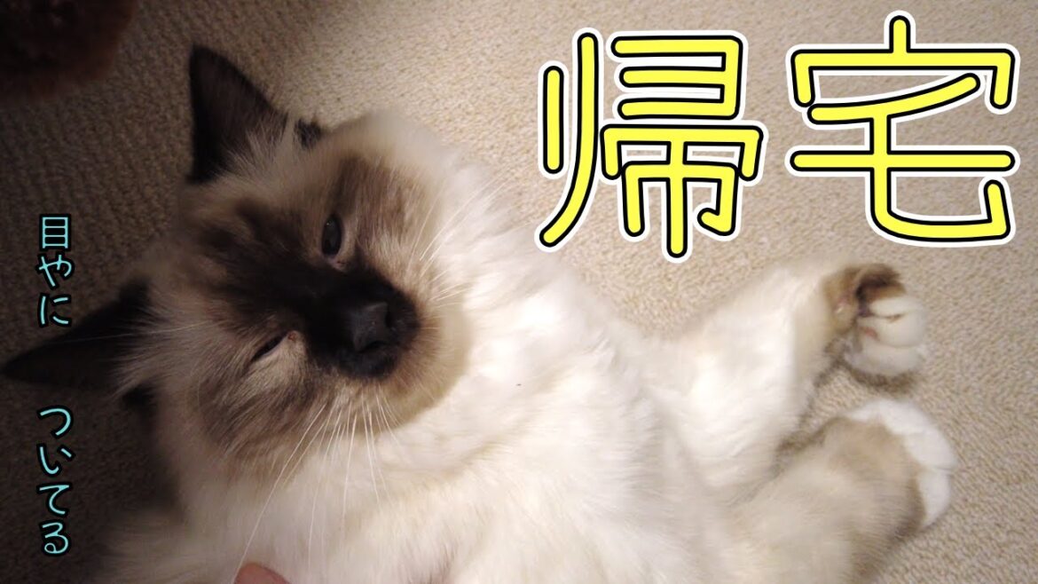 帰宅後、かわいい子猫に癒される。【バーマン】