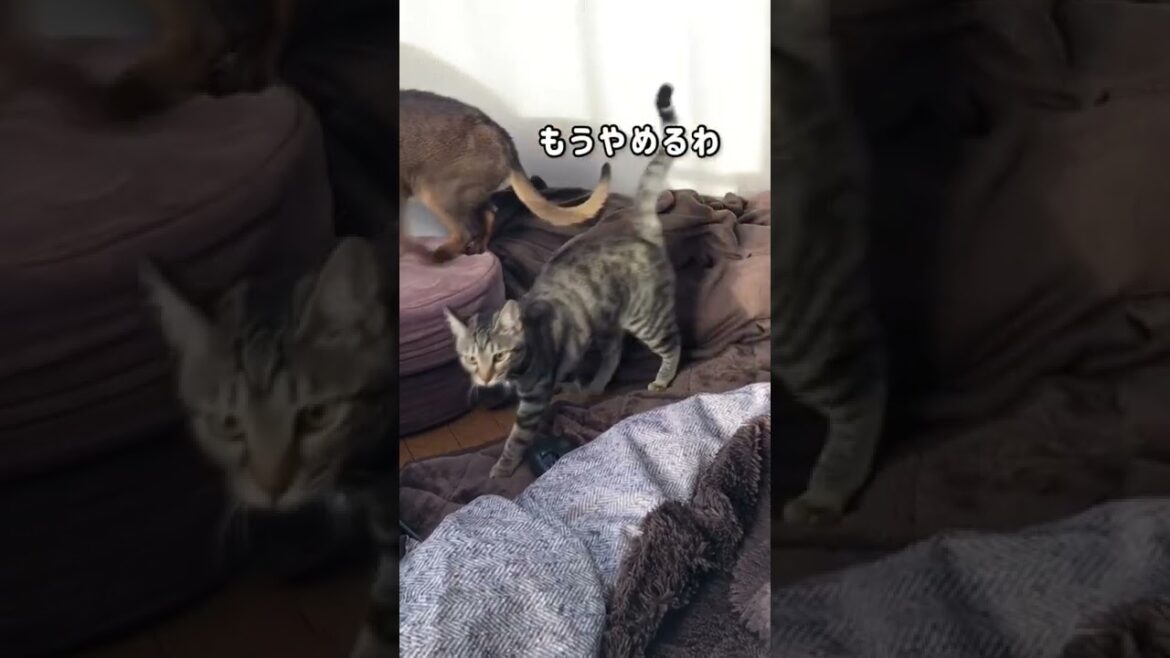 ふみふみアビシニアン邪魔される!! #shorts  #猫ある暮らし #やっぱり猫が好き  #多頭飼い #アビシニアン #ふみふみ ふみふみアビシニアン邪魔される!! #shorts  #猫ある暮らし #やっぱり猫が好き  #多頭飼い #アビシニアン #ふみふみ