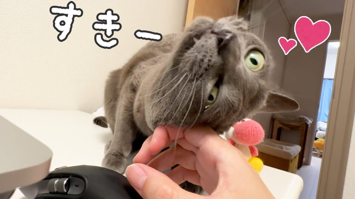 なぜかママの手でデレデレになっちゃう猫ハムちゃん なぜかママの手でデレデレになっちゃう猫ハムちゃん