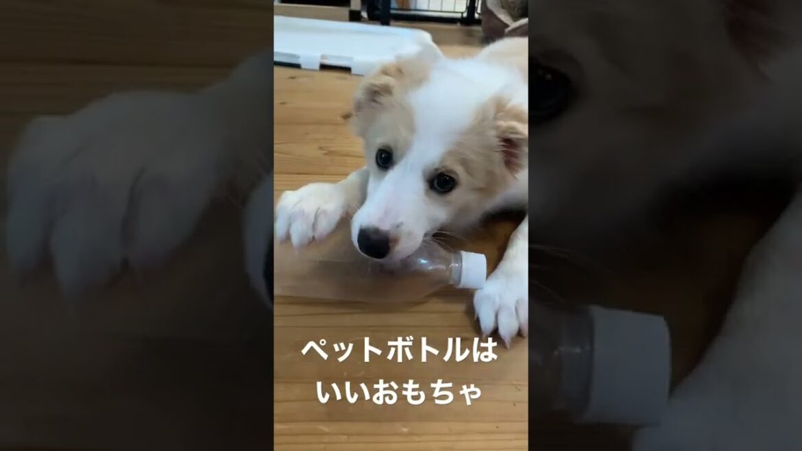 ペットボトルがお気に入りのボーダーコリー
