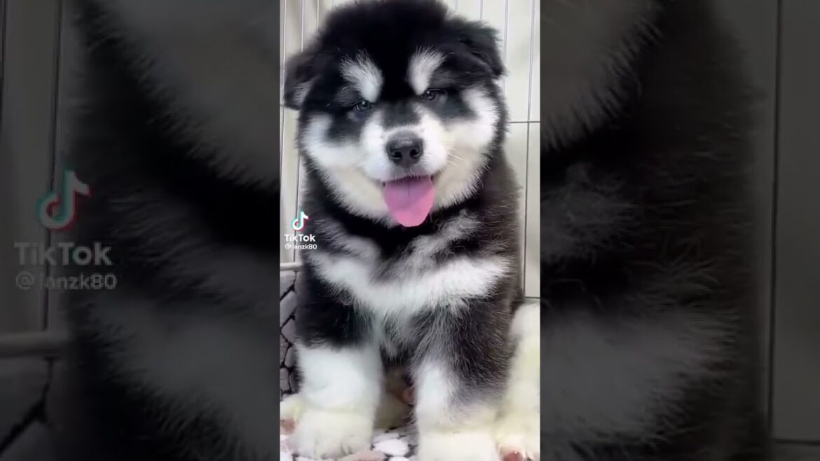 かわいい犬
