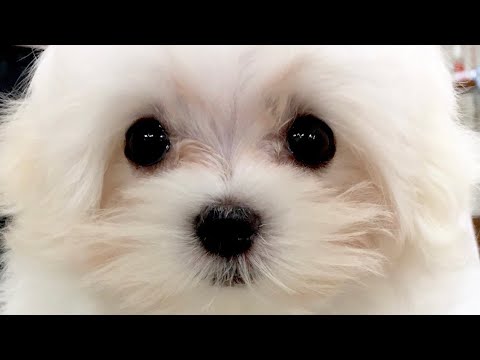 🐶マルチーズ子犬のお迎えから1歳成犬になった現在まで。 🐶マルチーズ子犬のお迎えから1歳成犬になった現在まで。