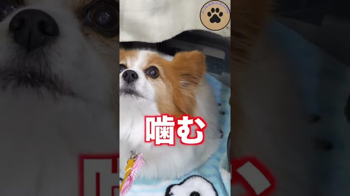 心を閉ざした保護犬パピヨンのクルミ #Short