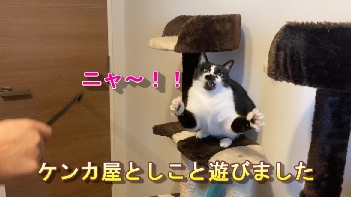 我が家のケンカ屋としこ嬢と遊びました🐱毎回、パワフルに遊んでくれるので楽しいです(笑)是非、ご覧下さいニャ～♪皆様、良い休日をお過ごし下さい✨