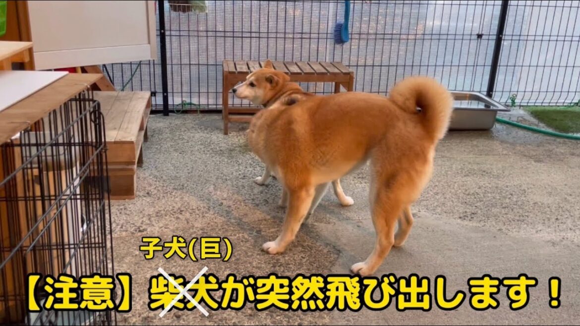 寝ると寝るの間がはちゃめちゃ賑やかな柴犬家族ですw【音量注意】