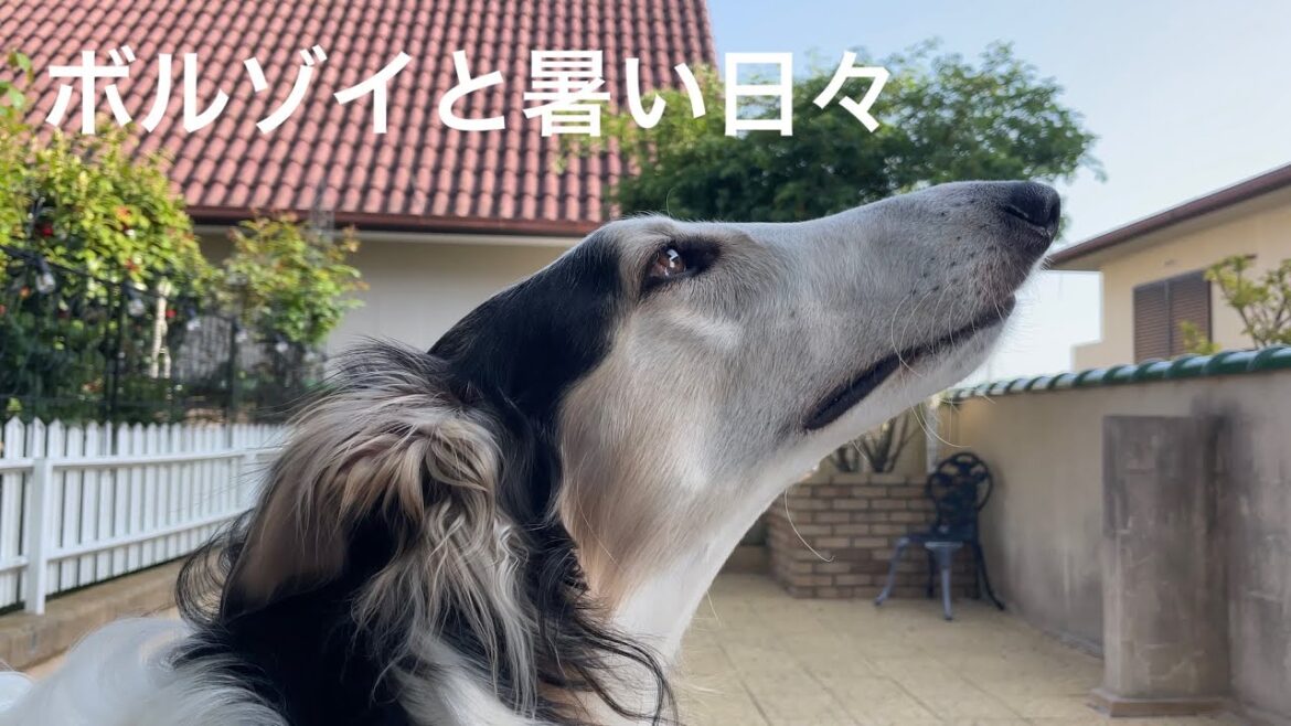 【ボルゾイと暑い日々】今年もやって来た暑い日々。皆さんはどう過ごしますか？