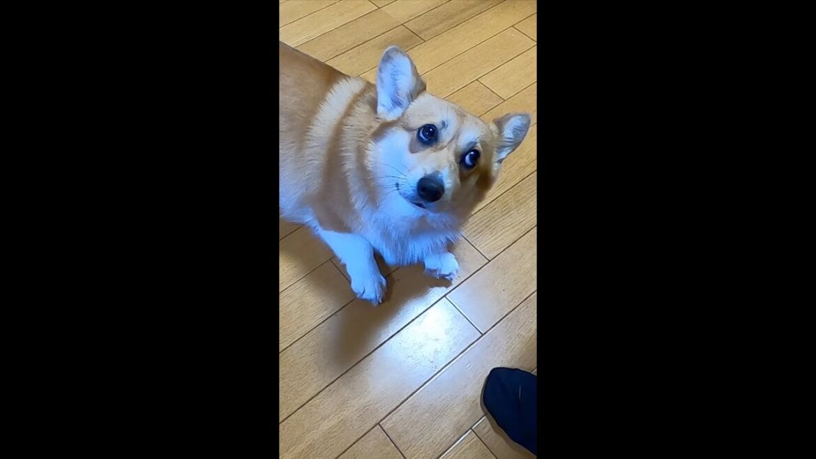 休む体勢になるコーギー / dog in a resting position #shorts