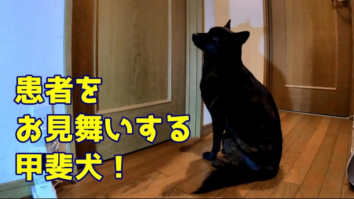 患者をお見舞いする甲斐犬