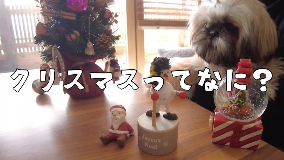 [シーズー多頭飼い]クリスマスっぽいもの出したり…日常