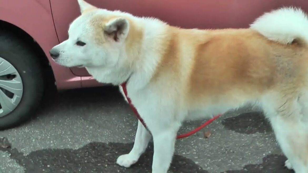 秋田犬展覧会　東北北海道展 会場内