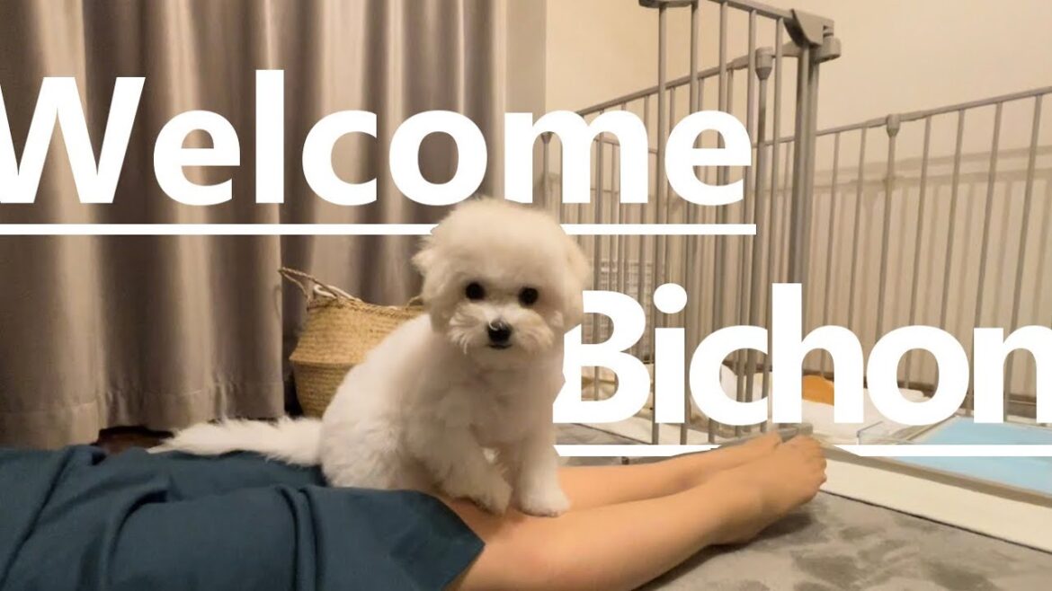 【お迎え】遂に我が家にビションフリーゼ（3ヶ月）がやってきました。비션프리제　bichon frize