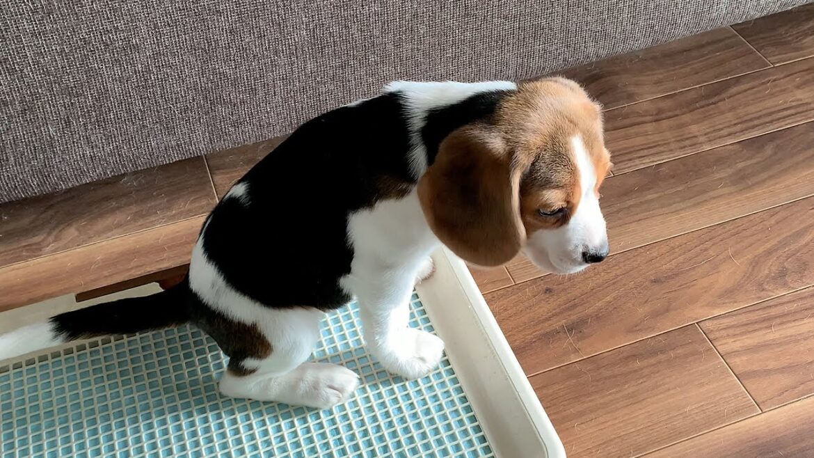 子犬のトイレ事情～もうすぐ生後3ヶ月【ビーグル多頭飼い】Beagle Puppy