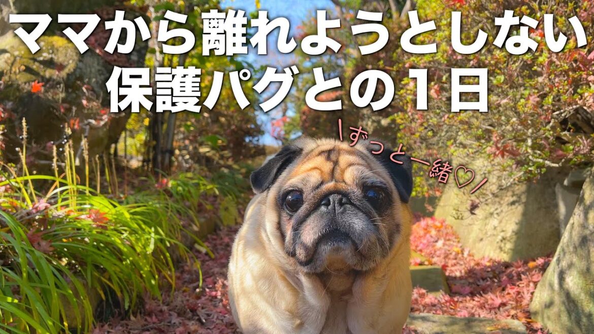 １日中大好きなママにべったりな甘えん坊パグとのリアルな生活｜広大な田舎でのんびり暮らす｜チャンネルの今後について【PUG VLOG】