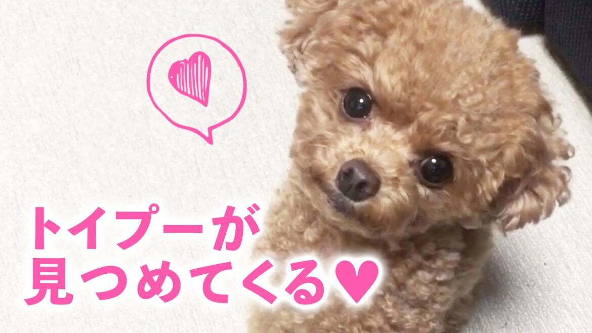 そんなに見つめないで〜♥ かわいすぎるトイプードルたちが大集合!【PECO】 そんなに見つめないで〜♥ かわいすぎるトイプードルたちが大集合!【PECO】