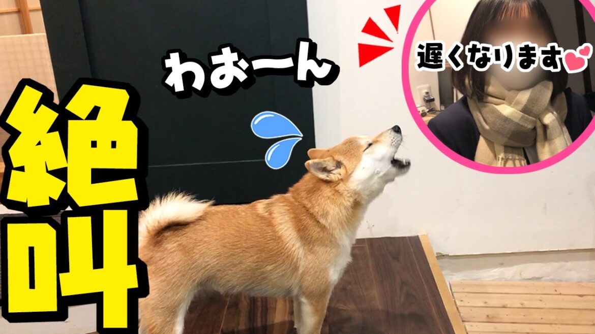 夜になっても帰宅しない娘を心配して絶叫する柴犬 夜になっても帰宅しない娘を心配して絶叫する柴犬