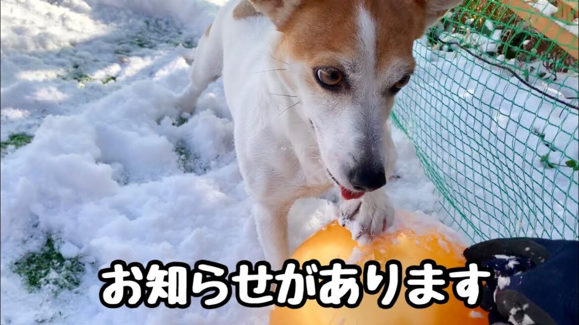 ジャックラッセルテリアは雪国でもたくましく暮らしています　Mira Jack Russell Terrier